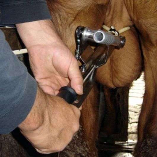 Castração de cabras   formas e precauções