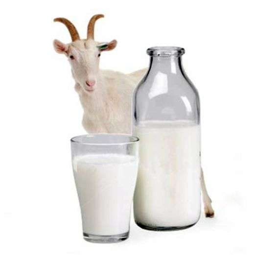 Os benefícios do leite de cabra
