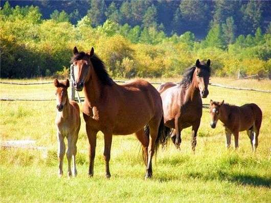 Como o cavalo foi domesticado