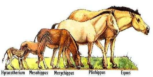 Origem e evolução dos cavalos
