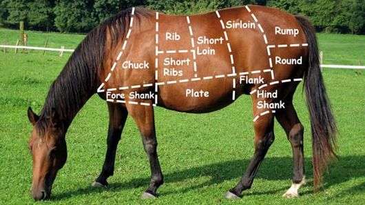 Carne de cavalo