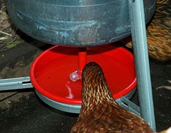 Uma taça de bebida para as próprias mãos das galinhas