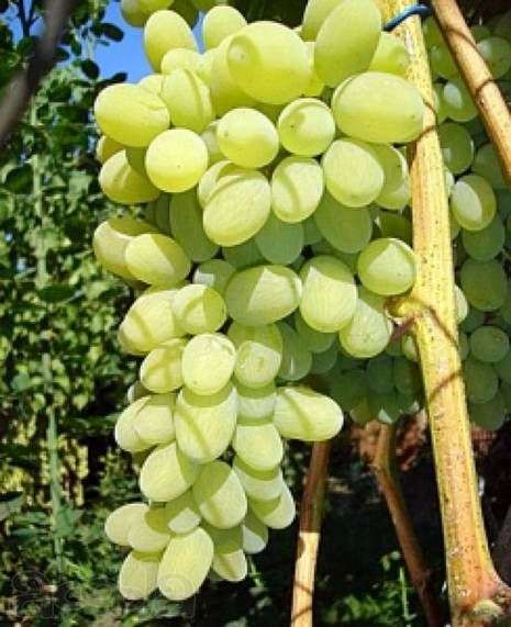 Variedade de uva Agostinho