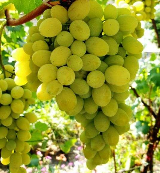 Variedade de uva Agostinho