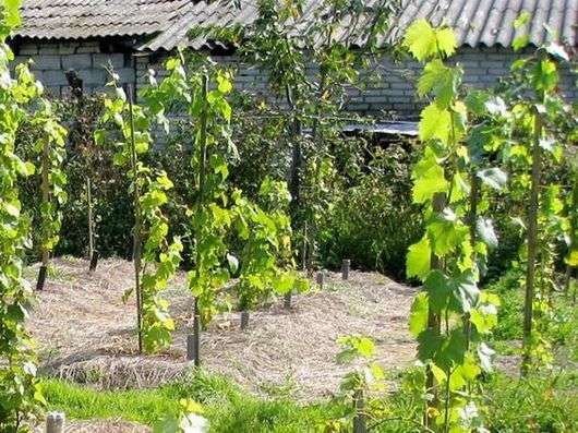 Plantio de uvas