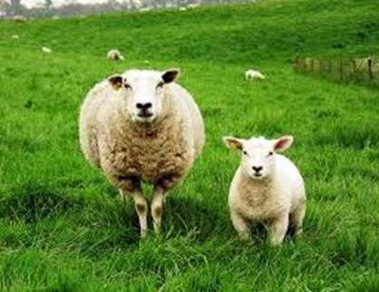 Fatos interessantes sobre ovelhas