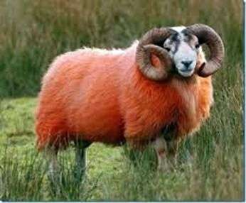 Fatos interessantes sobre ovelhas