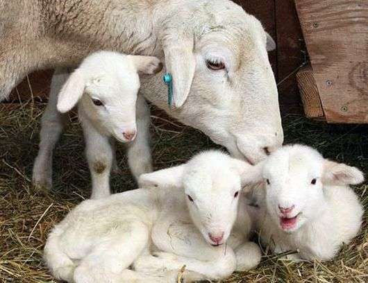 Como cuidar de ovelhas