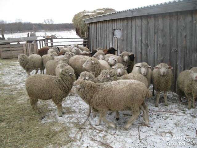 Forragem para ovelhas