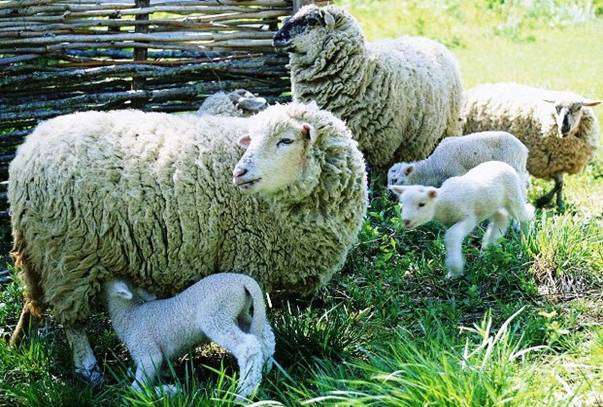 Quarto para ovelhas