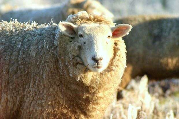 Ordenha de ovelhas