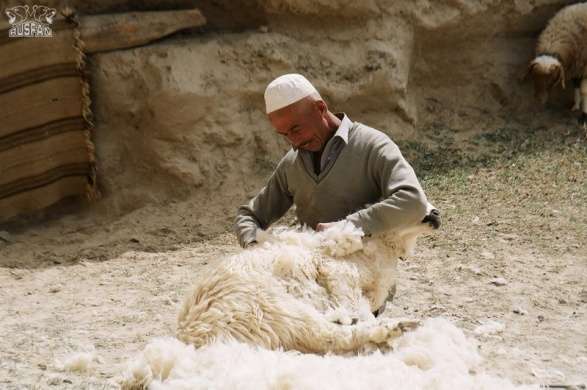 Castração de ovelhas