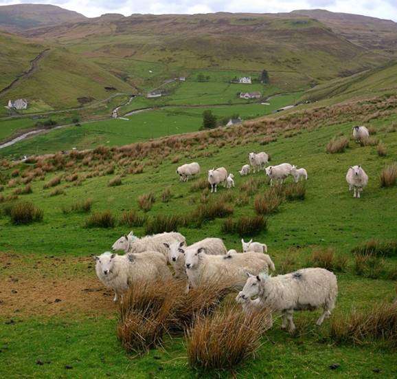 Alimentando e mantendo ovelhas
