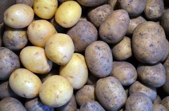 Variedade de batatas gala