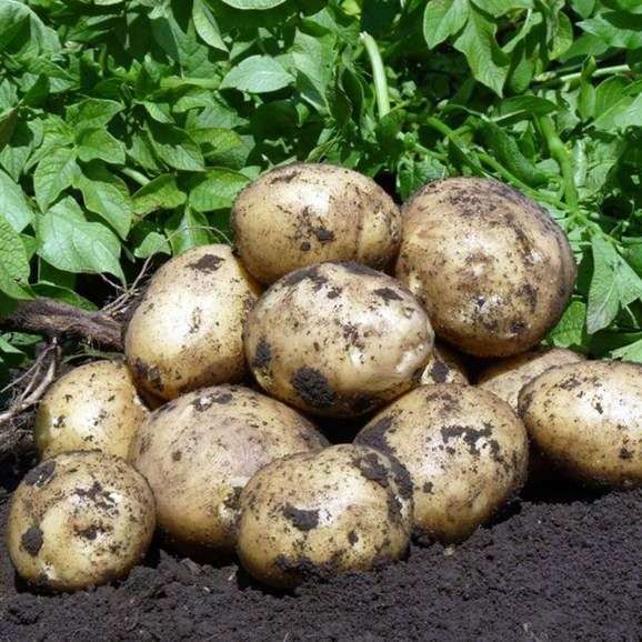 Variedade de batatas gala