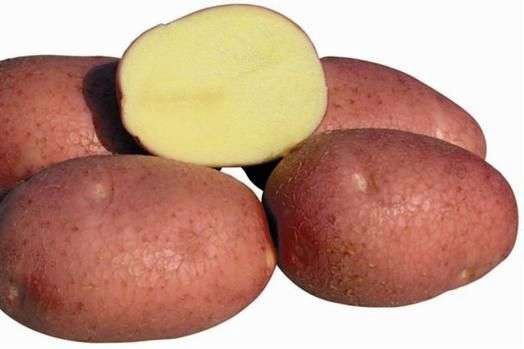 Variedade de batatas Bellarosa