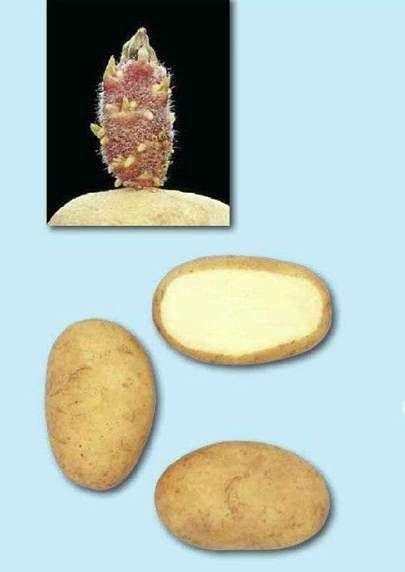 Variedade de batatas Aurora