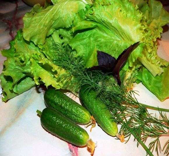 Variedade pepino Gherman