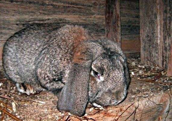 Doenças infecciosas de coelhos