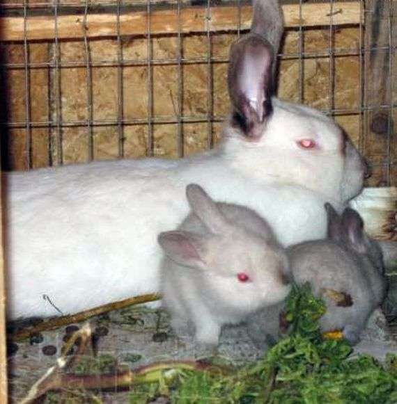 Cuidar de coelhos sucrinos