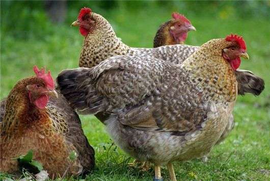 Raça de galinhas Bielefelder