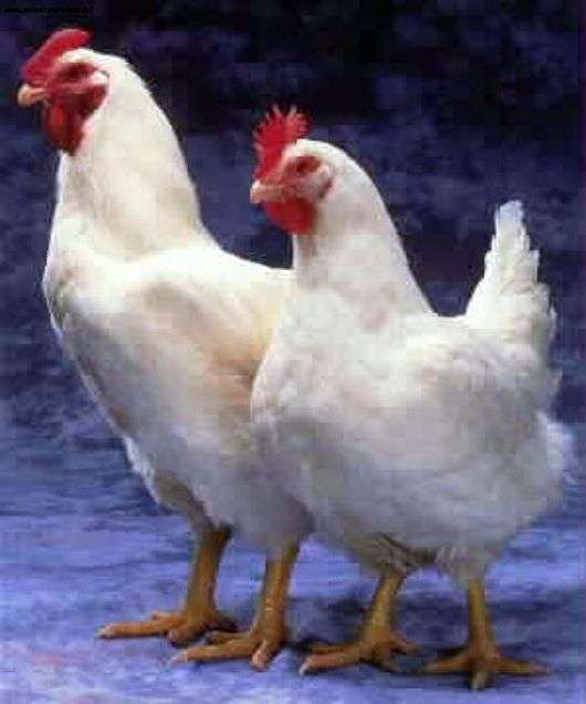 Raça de galinhas Cornish