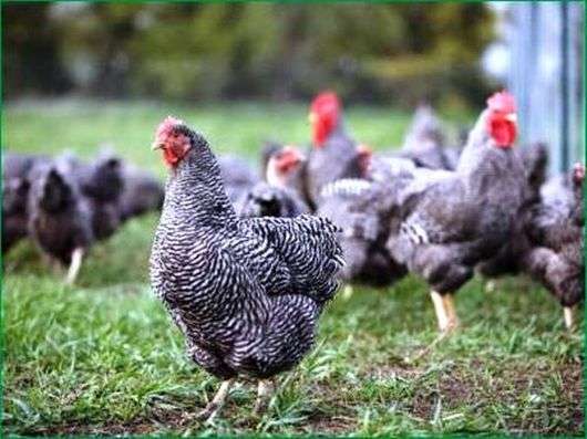 A raça de galinhas Plymutrok