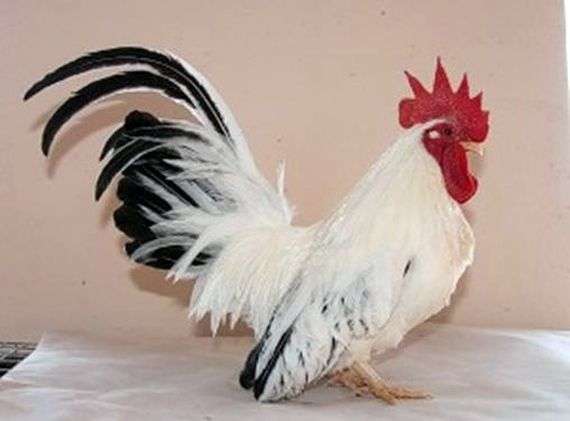 A raça de galinhas Shabo
