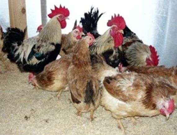 Raça Zagorskaya de galinhas