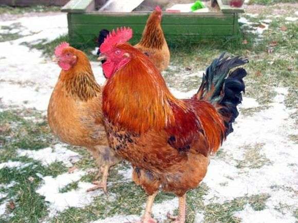 Kuchinskaya jubileu raça de galinhas