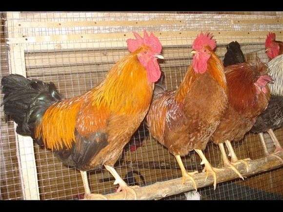 Kuchinskaya jubileu raça de galinhas