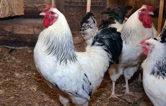 Pervomayskaya raça de galinhas