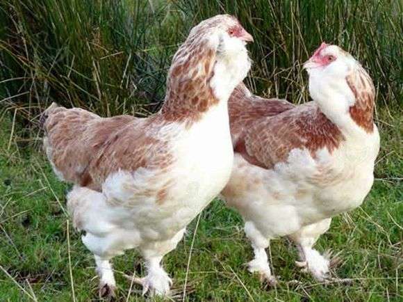 A raça das galinhas Favelol