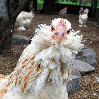 A raça das galinhas Favelol