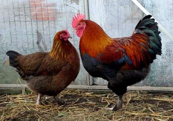 A raça das galinhas Maran