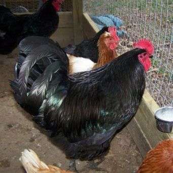 A raça de galinhas Moscow black