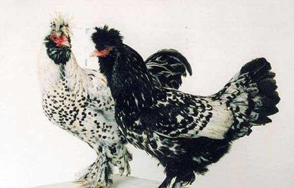 Raça Pavlovskaya de galinhas