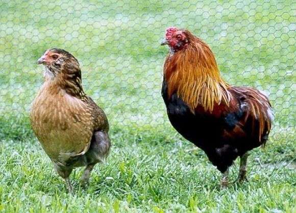 A raça das galinhas Araucana