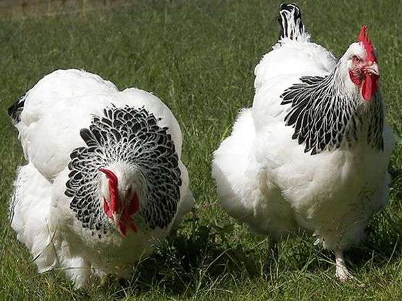 A raça de galinhas Sussex