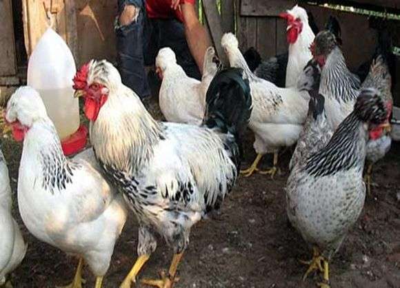 A raça de galinhas Crested russo