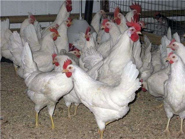 Raça branca russa de galinhas