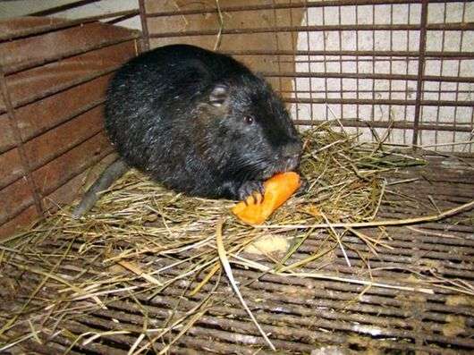 Nutria exótica marrom