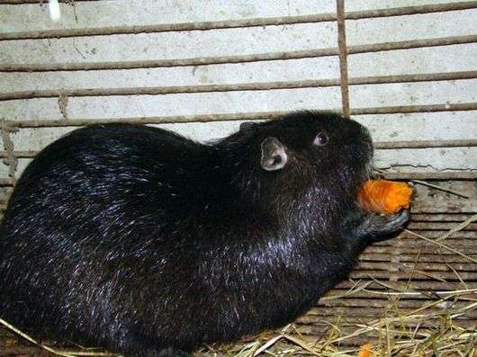 Nutria exótica marrom