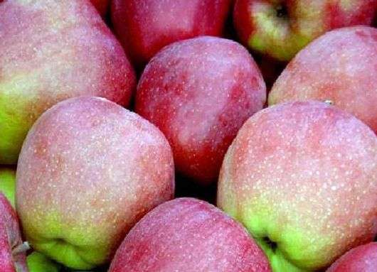 Uma variedade de maçãs Gloucester