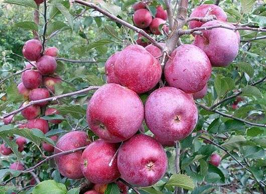 Variedade de maçãs Florina