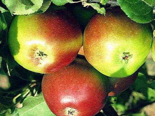Variedade de maçãs Welsey