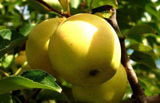 Golden Delicious variedade de maçãs
