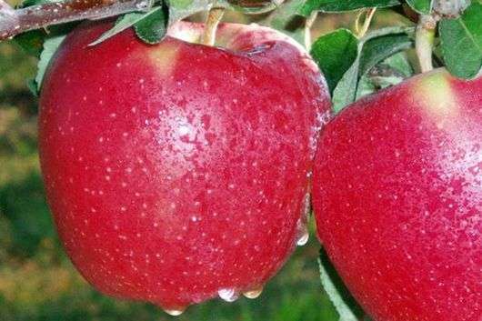Variedade de macieiras Starkrimson