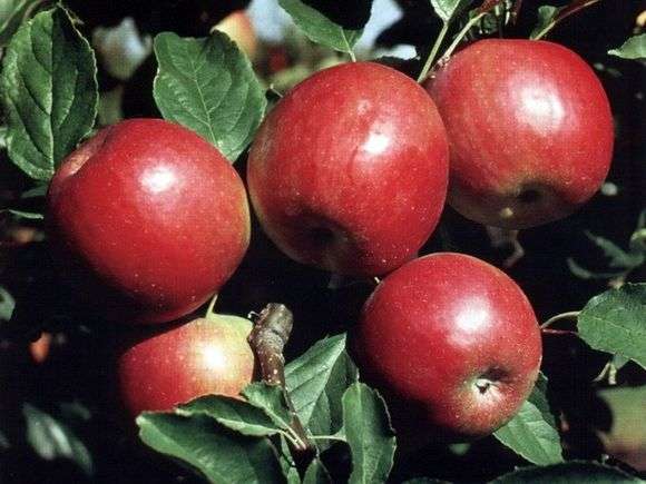 Variedade de maçãs Idared