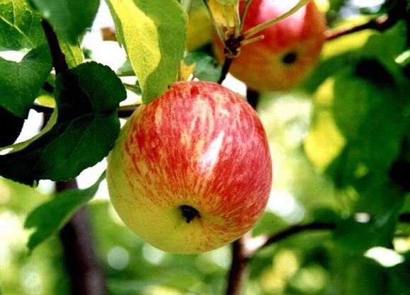 Variedade de maçãs Borovinka